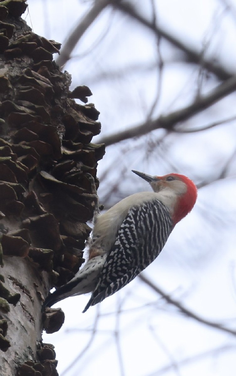 Red-bellied Woodpecker - ML612902397