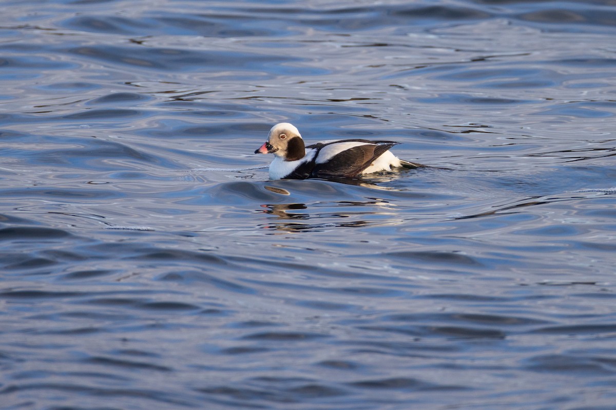 Long-tailed Duck - ML612902402