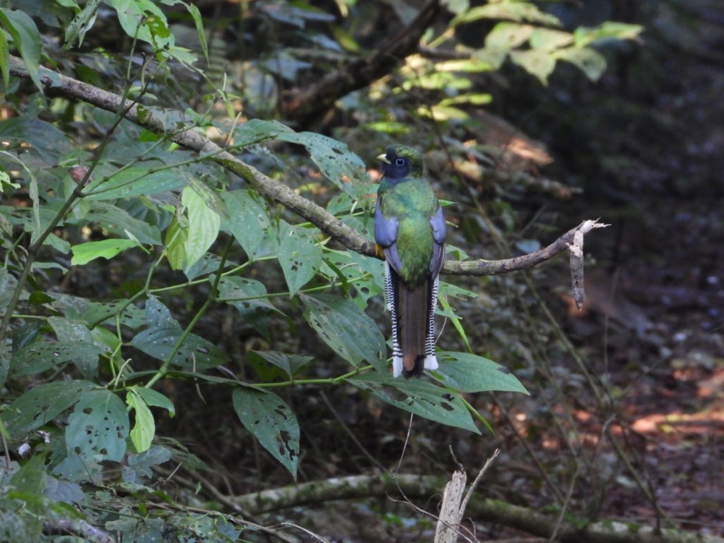 Atlantic Black-throated Trogon - ML612902443