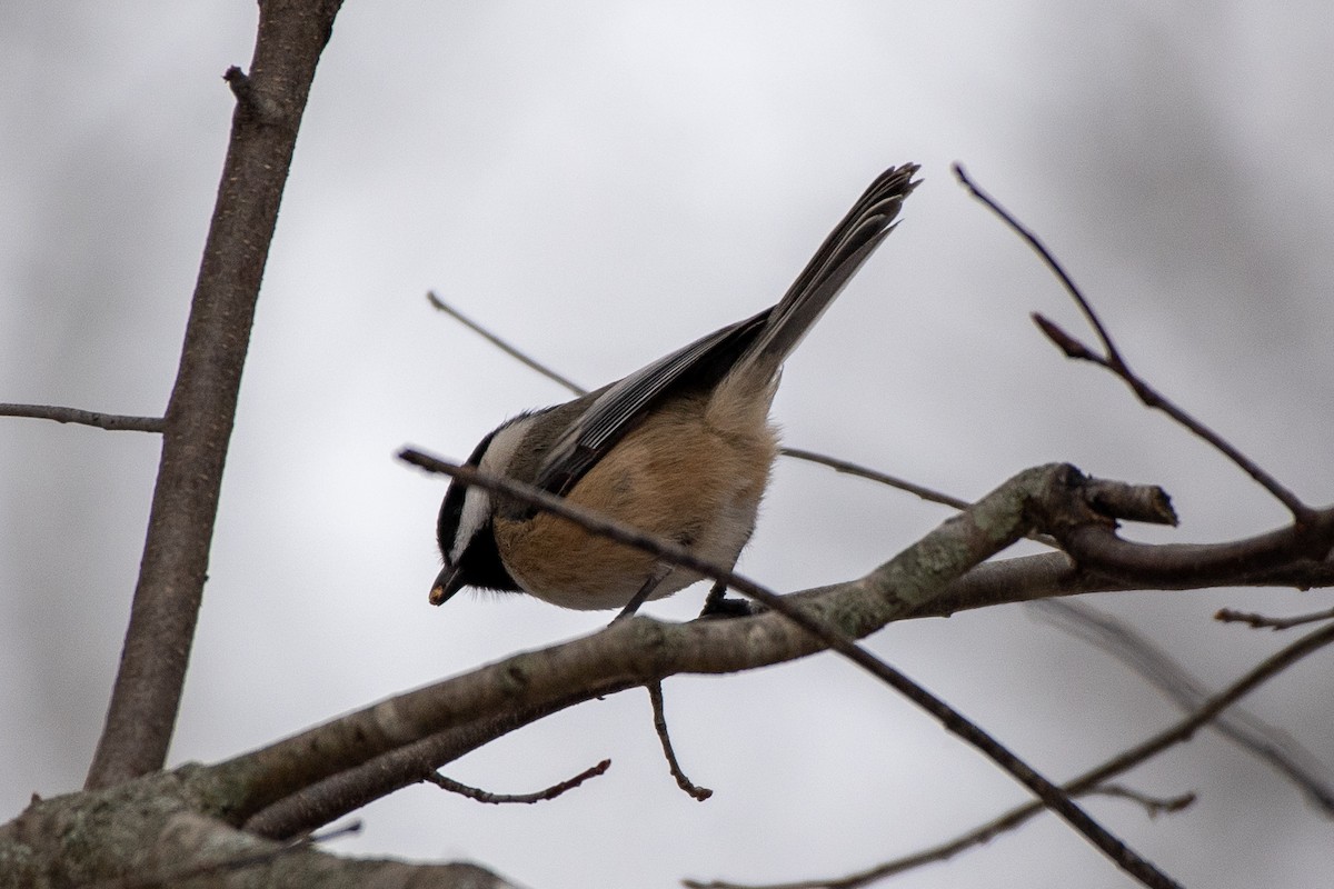 Black-capped Chickadee - ML612902444