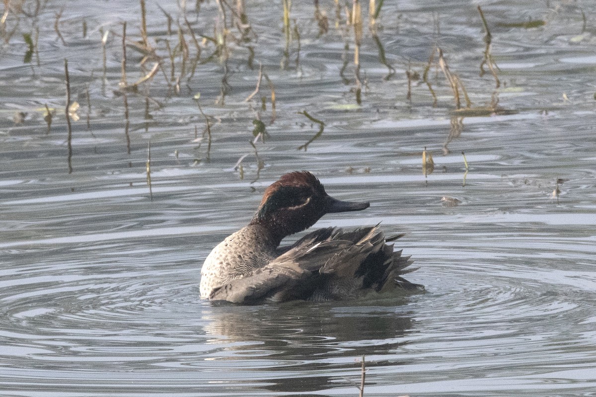 Green-winged Teal - ML612902494