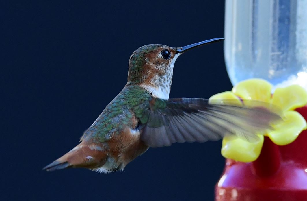 Rufous/Allen's Hummingbird - ML612902502