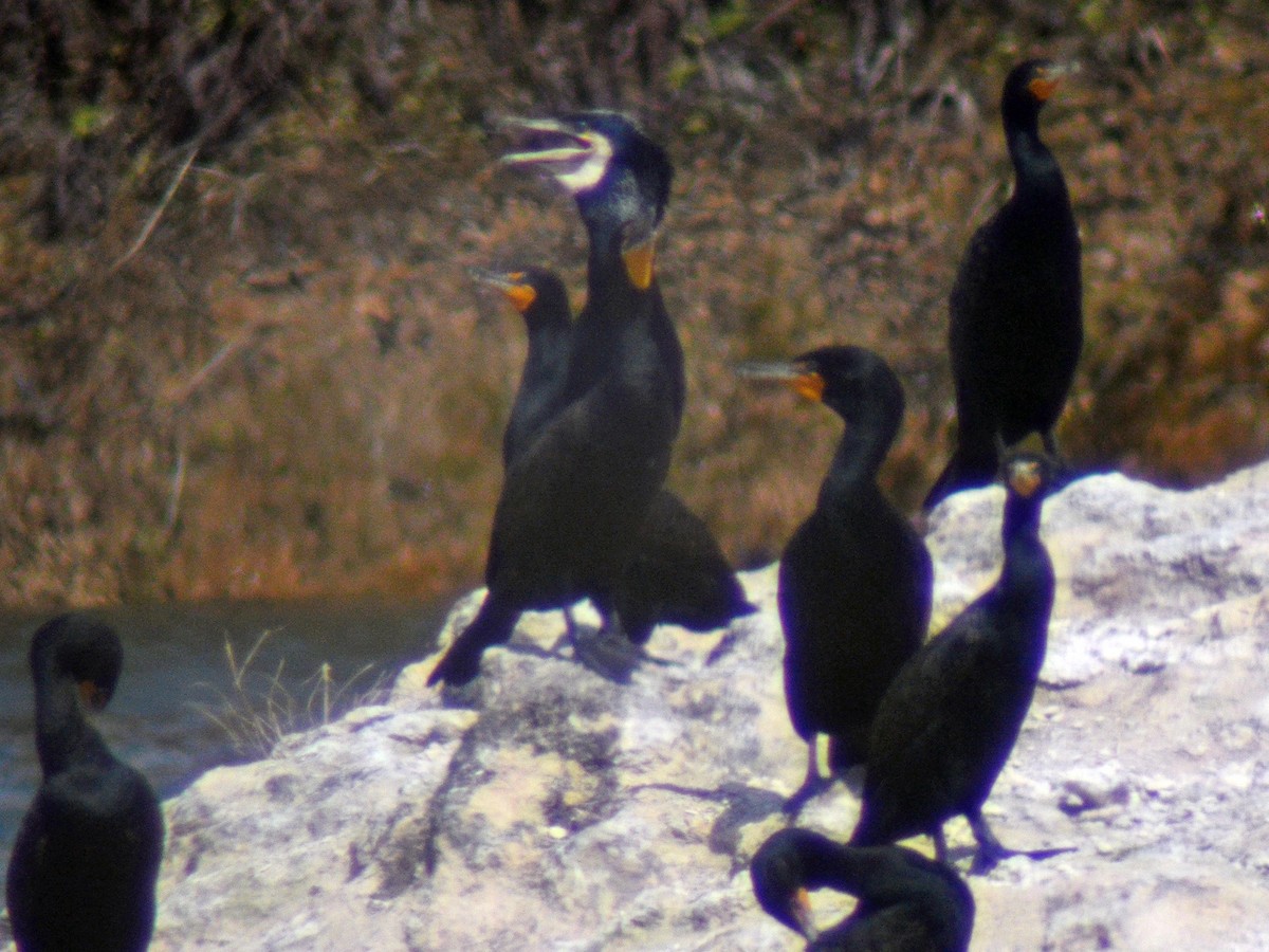 Great Cormorant - ML612902541