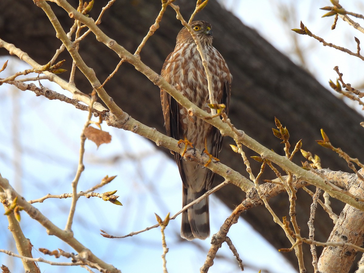 Sharp-shinned Hawk - ML612902689