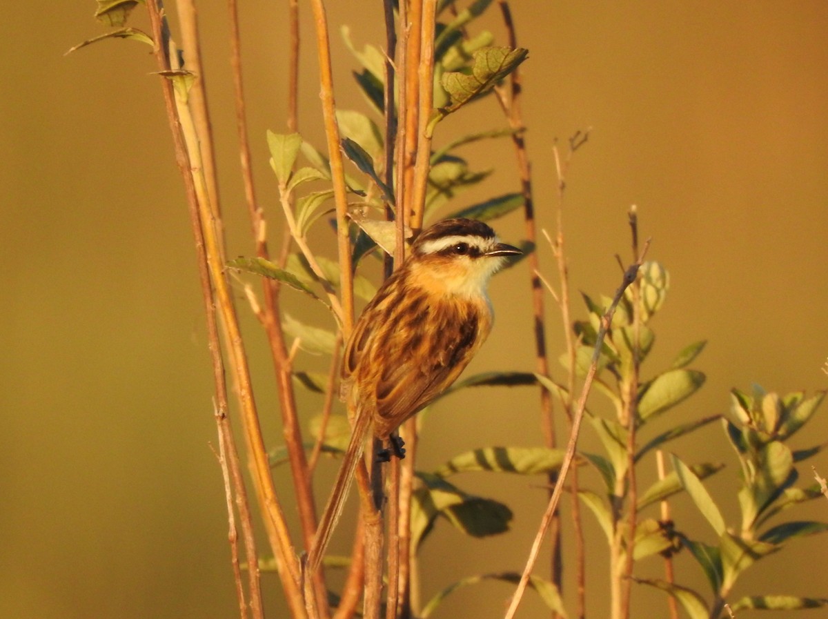 Sharp-tailed Tyrant - ML612902785