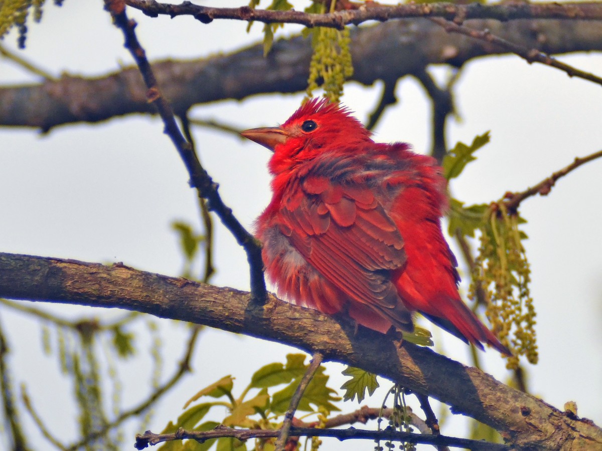 Summer Tanager - ML612902811