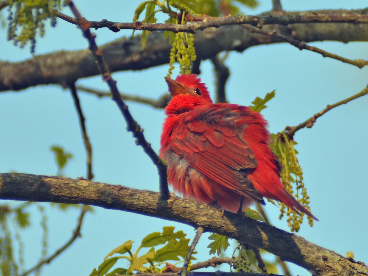 Summer Tanager - ML612902812