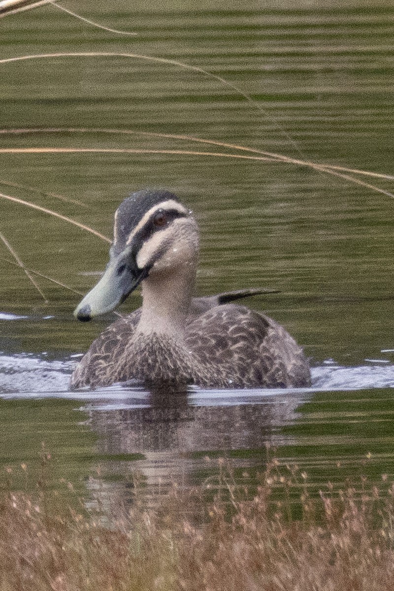 duck sp. - ML612902891