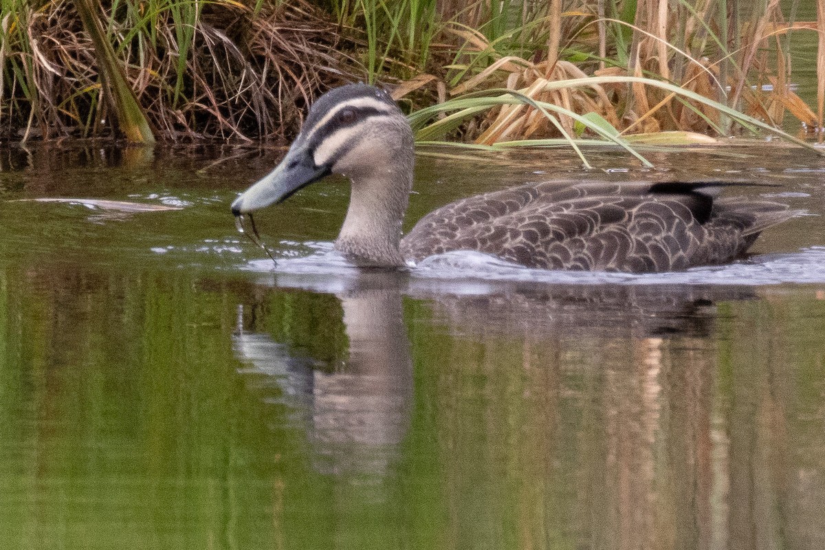 duck sp. - Kathryn Pamiroyan