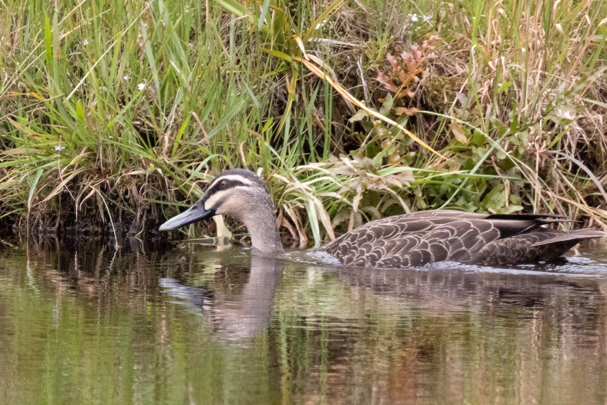 カモ亜科 - ML612902893