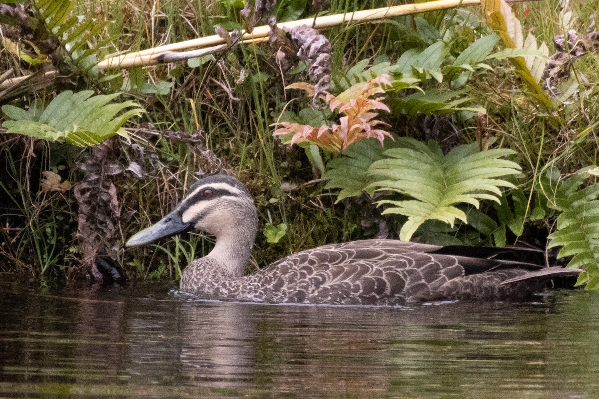 duck sp. - ML612902895