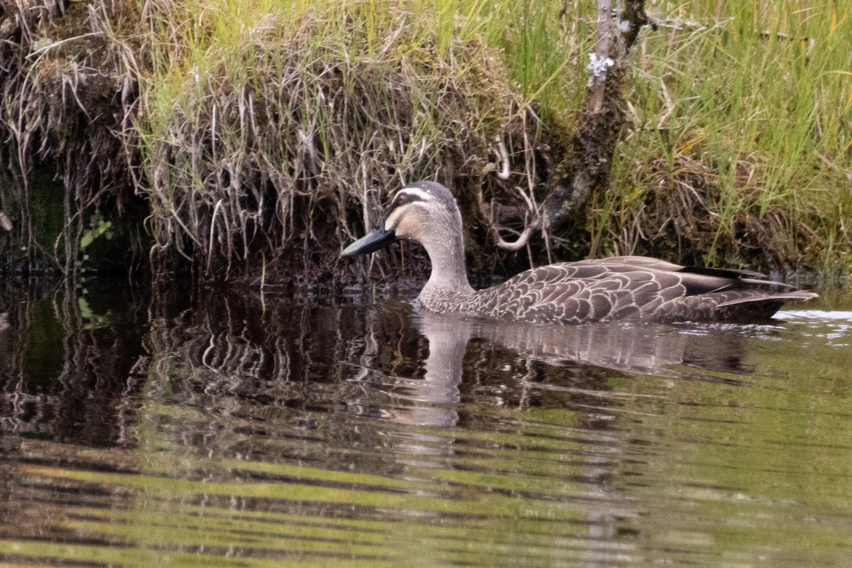 duck sp. - ML612902896