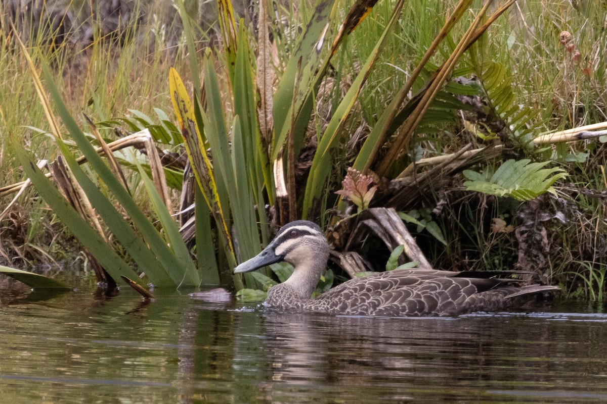 duck sp. - Kathryn Pamiroyan