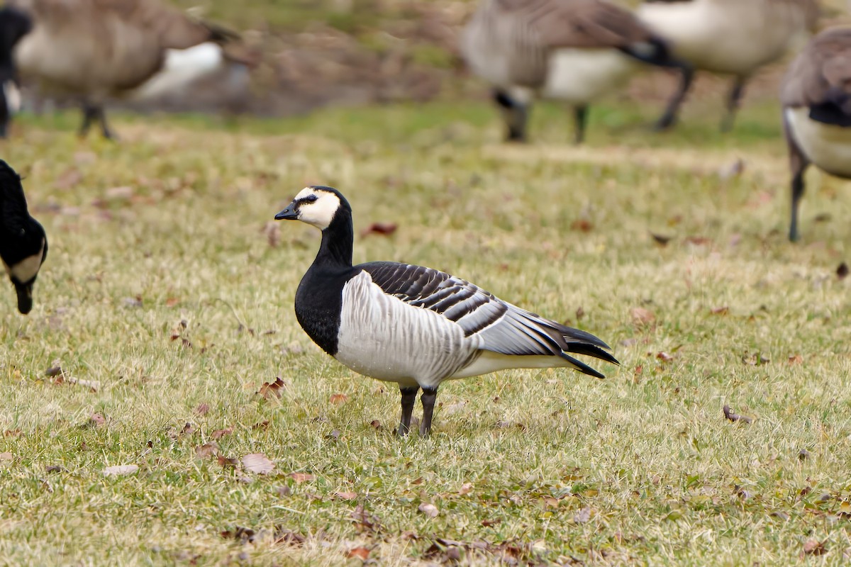 Barnacle Goose - Suzanne Kavic