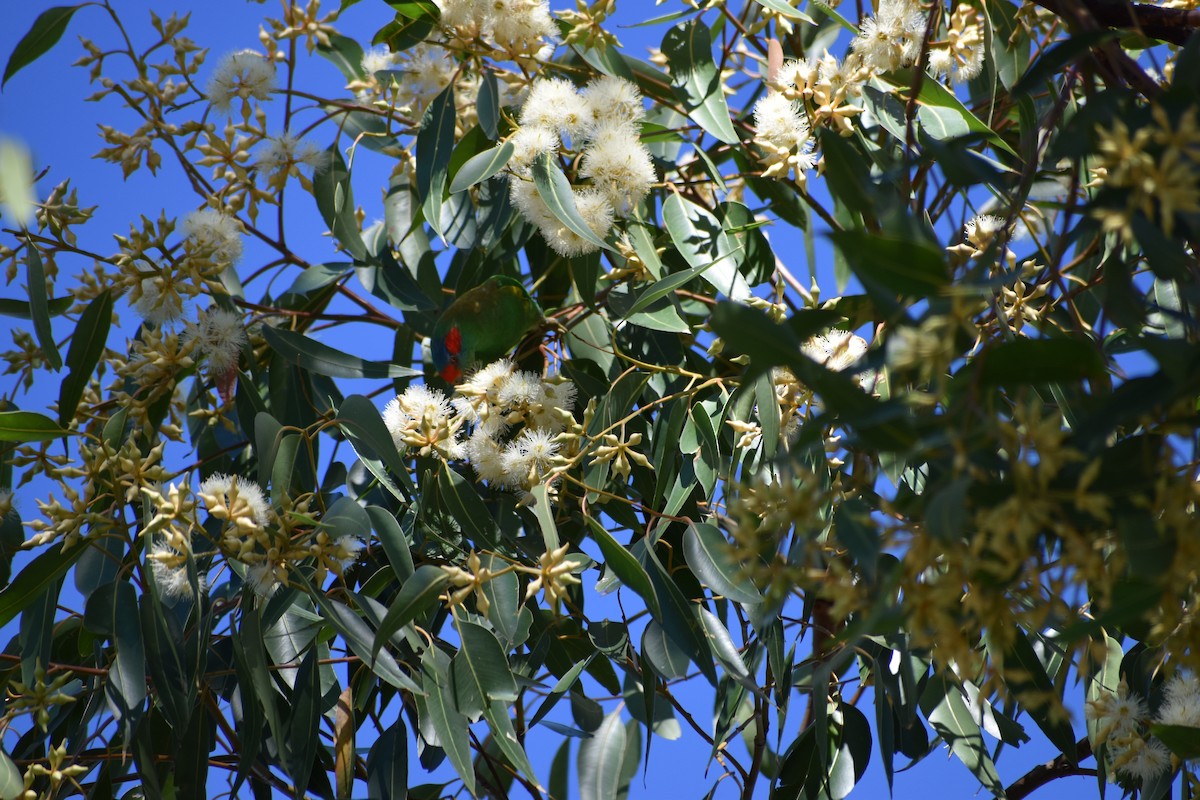 Musk Lorikeet - ML612903062