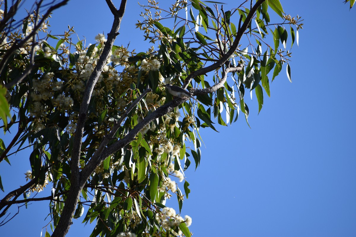 Little Friarbird - ML612903080