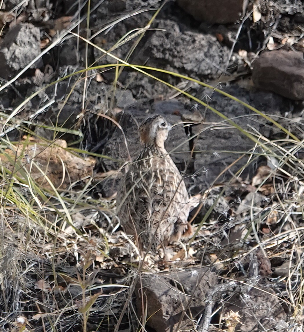 Montezuma Quail - ML612903085