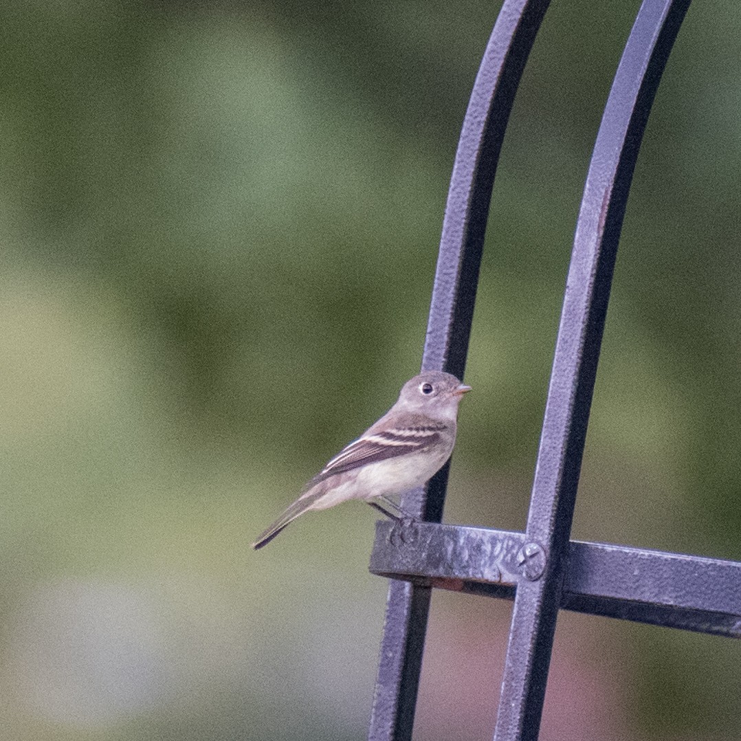 Least Flycatcher - ML612903178