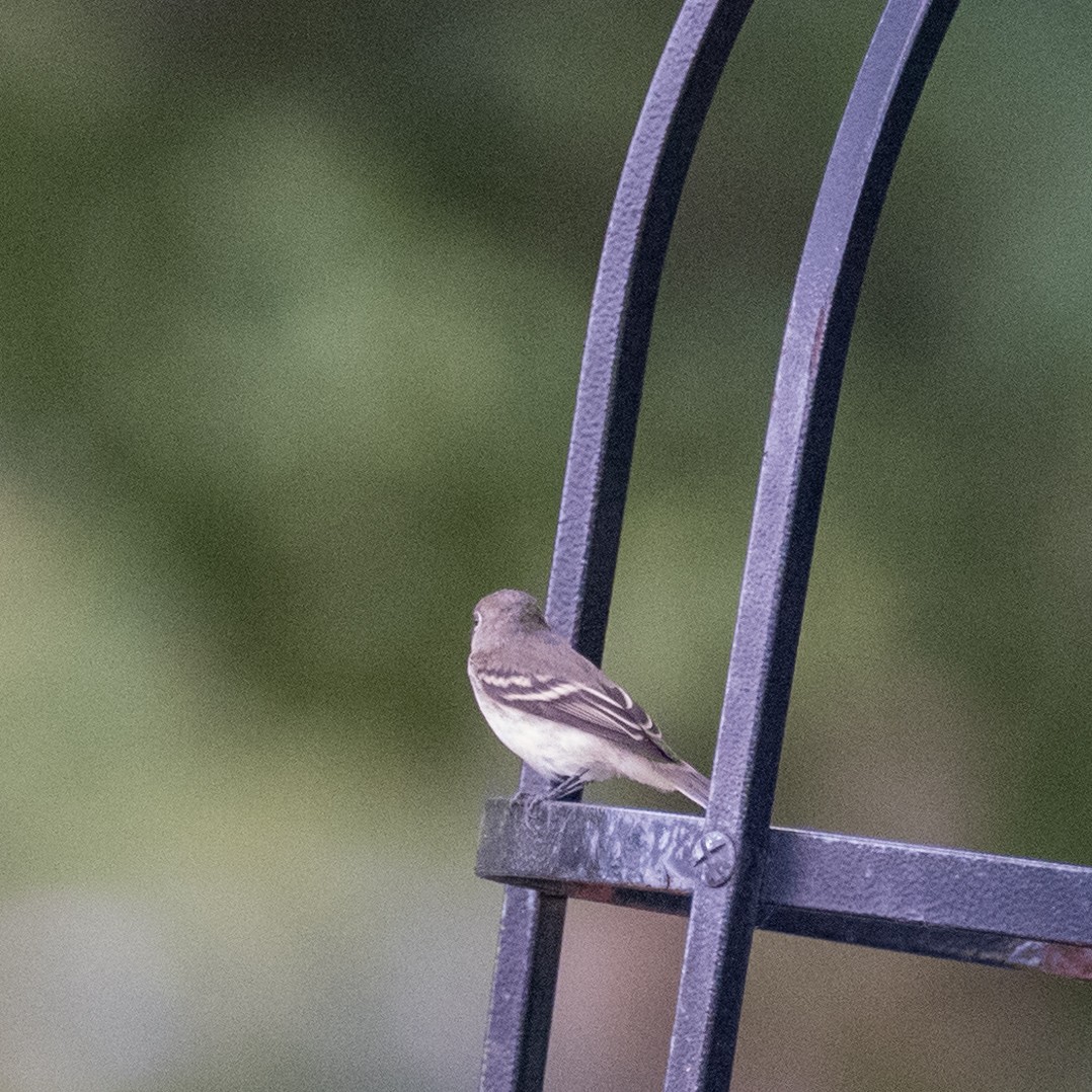 Least Flycatcher - ML612903179