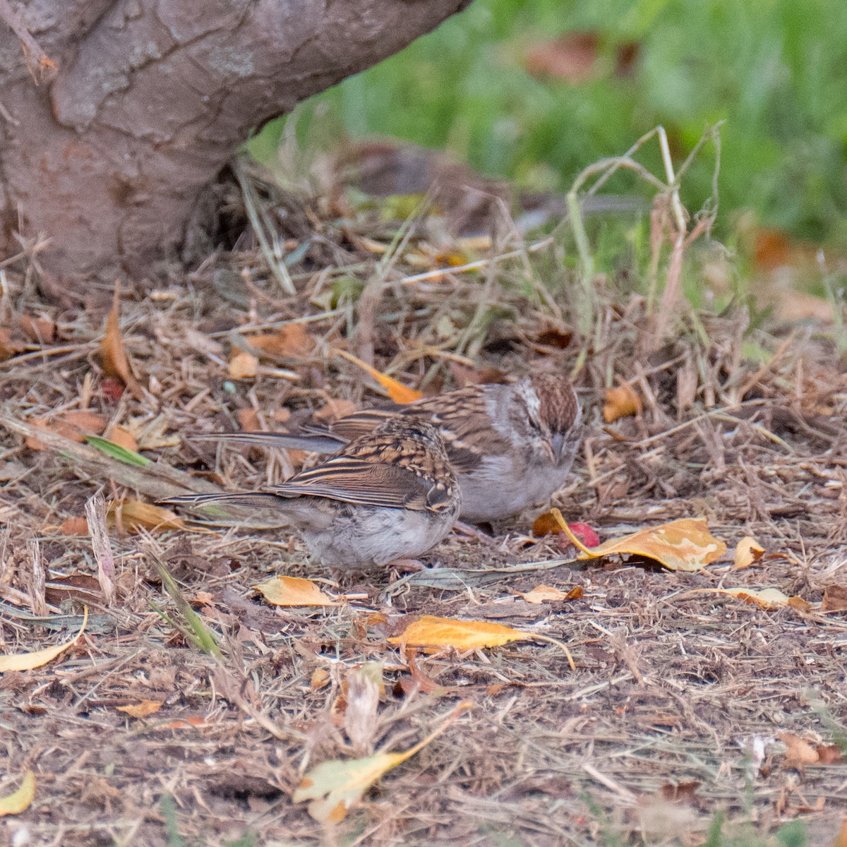 Chipping Sparrow - ML612903190