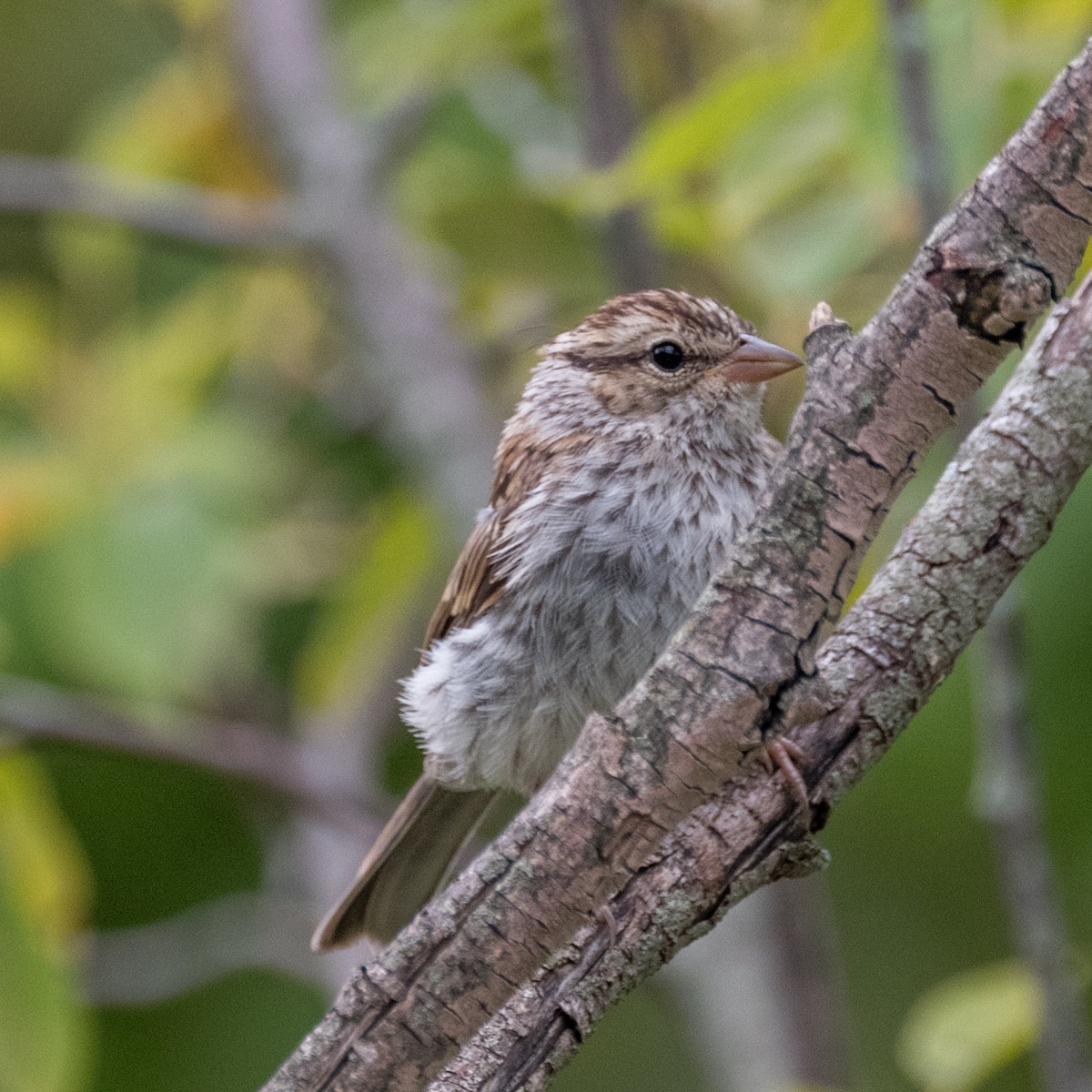 Chipping Sparrow - ML612903195