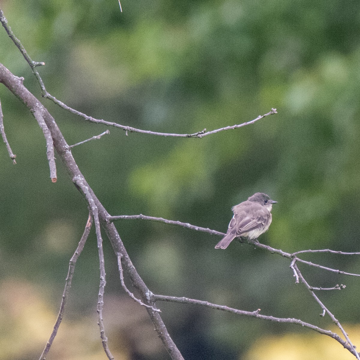 Eastern Phoebe - Daria Semenova