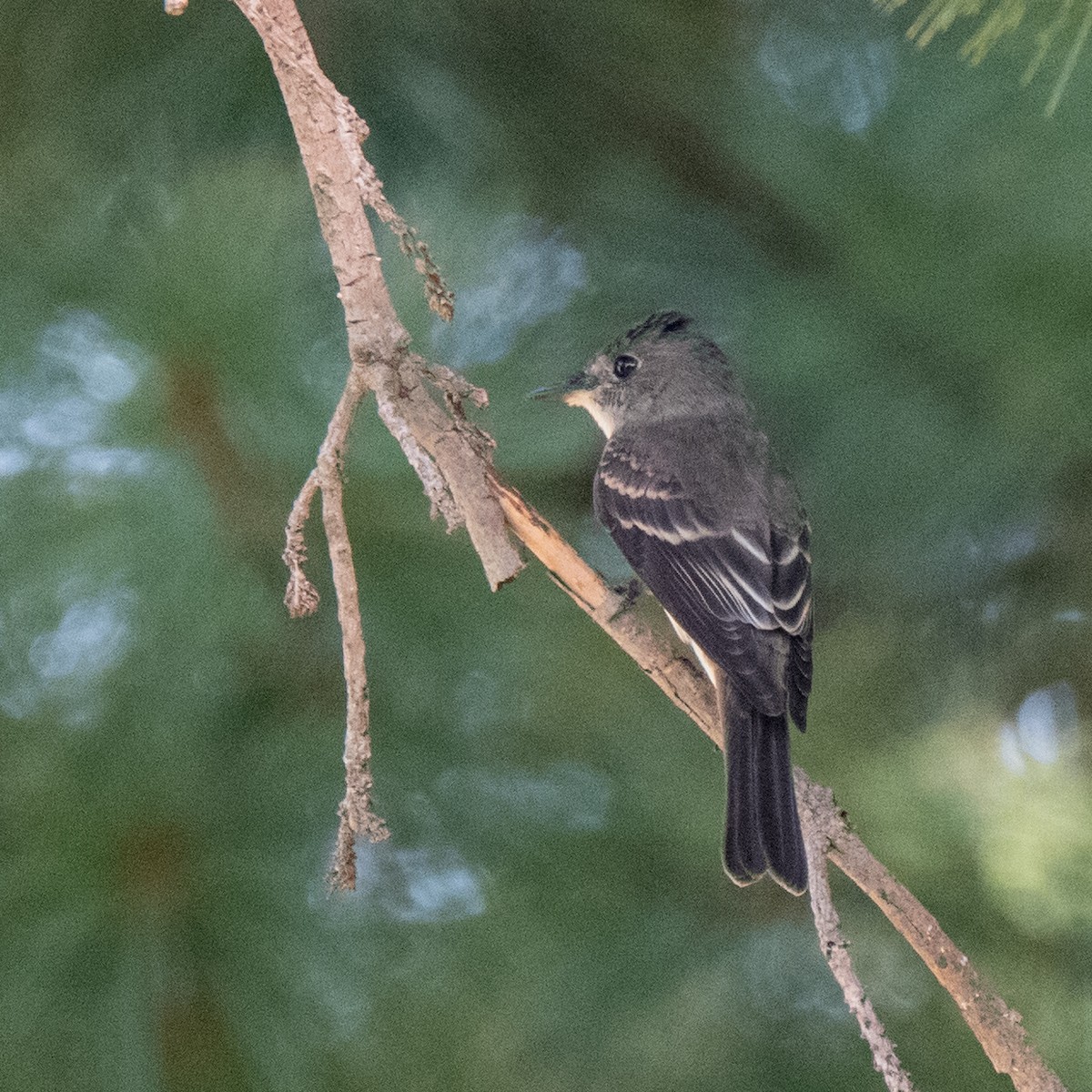 Eastern Wood-Pewee - ML612903258