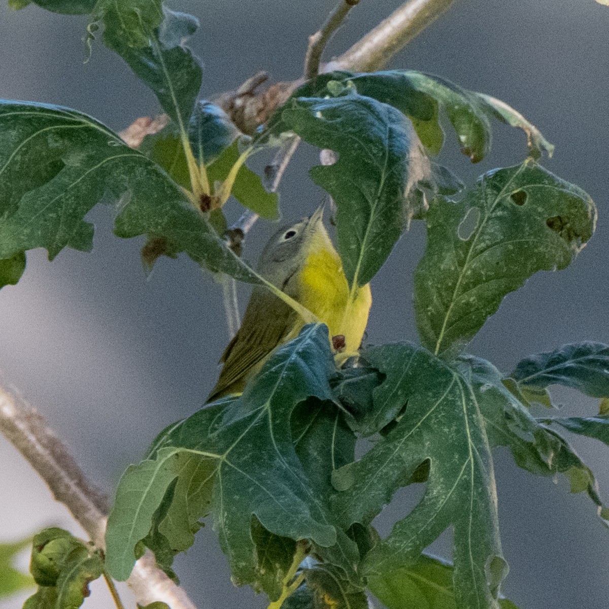 Nashville Warbler - ML612903274