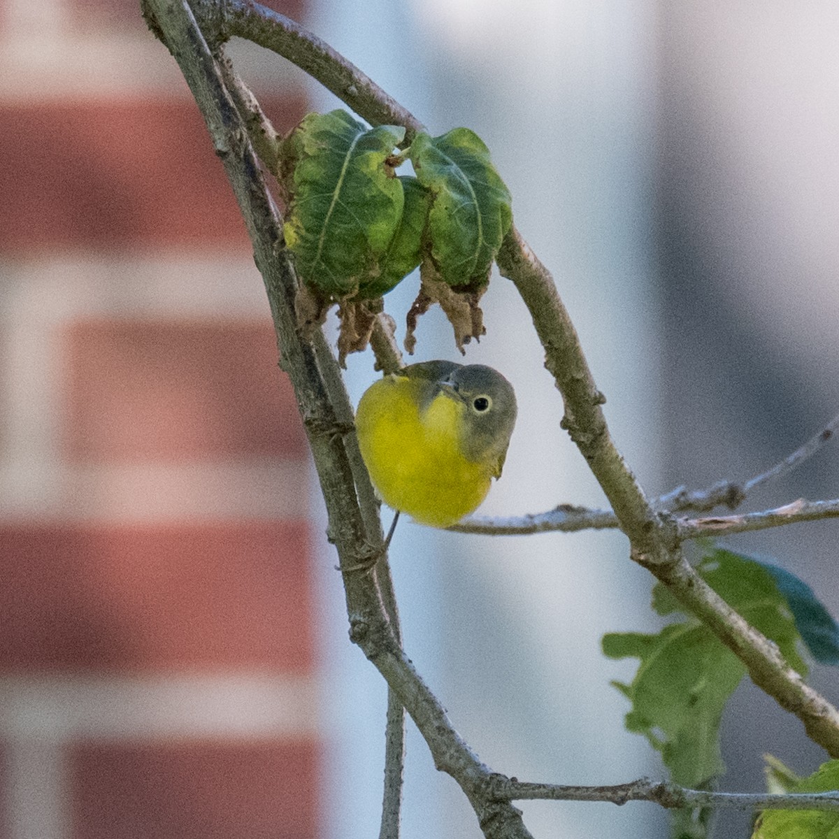 Nashville Warbler - ML612903275