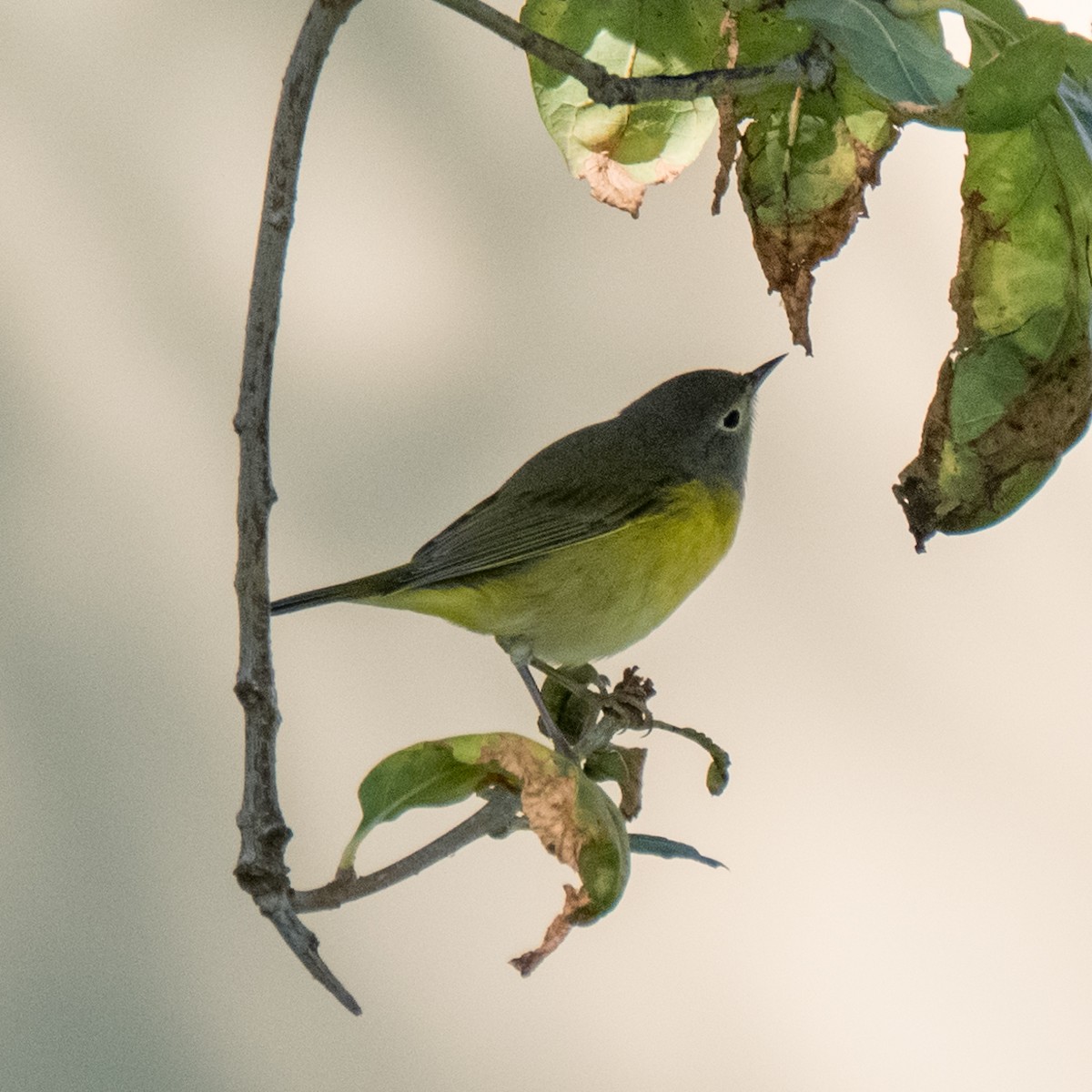 Nashville Warbler - ML612903284