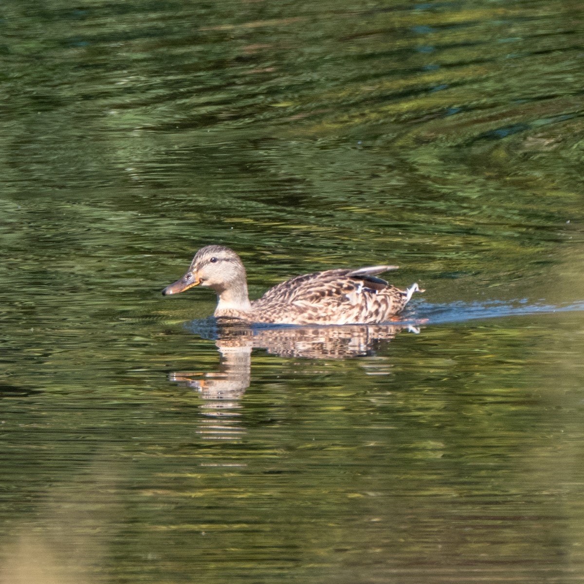 Canard colvert - ML612903291