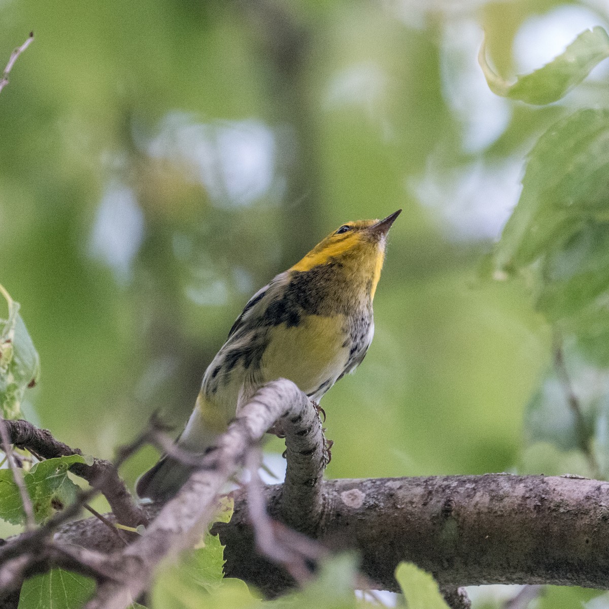 Black-throated Green Warbler - ML612903334