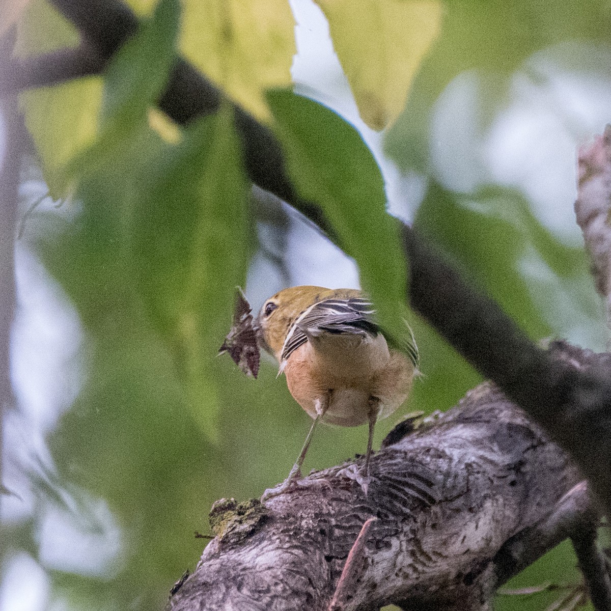 Bay-breasted Warbler - ML612903339