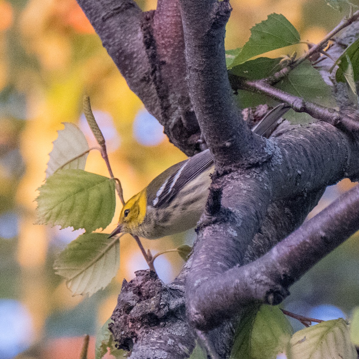 Black-throated Green Warbler - ML612903343