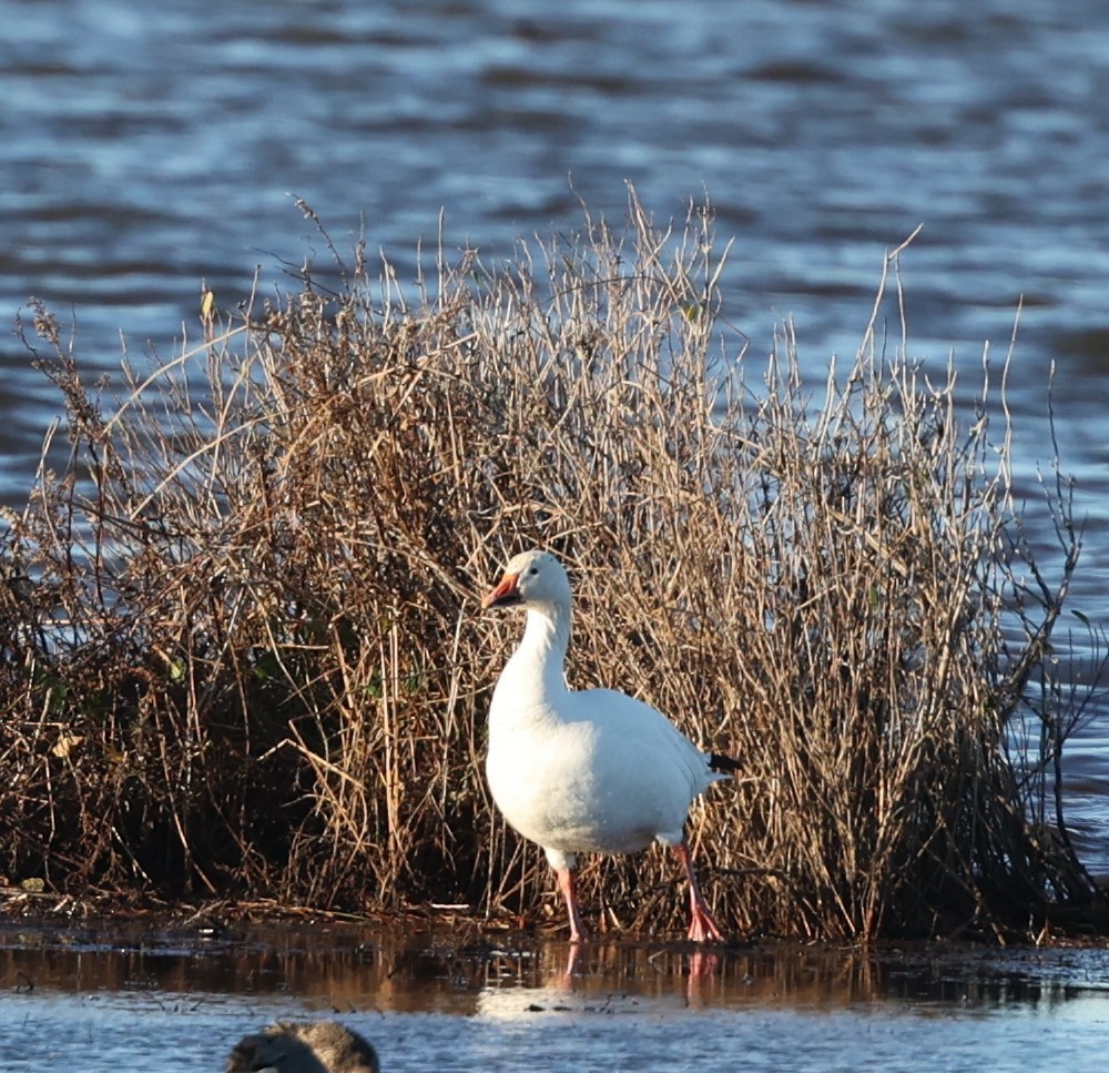 Snow Goose - ML612903358