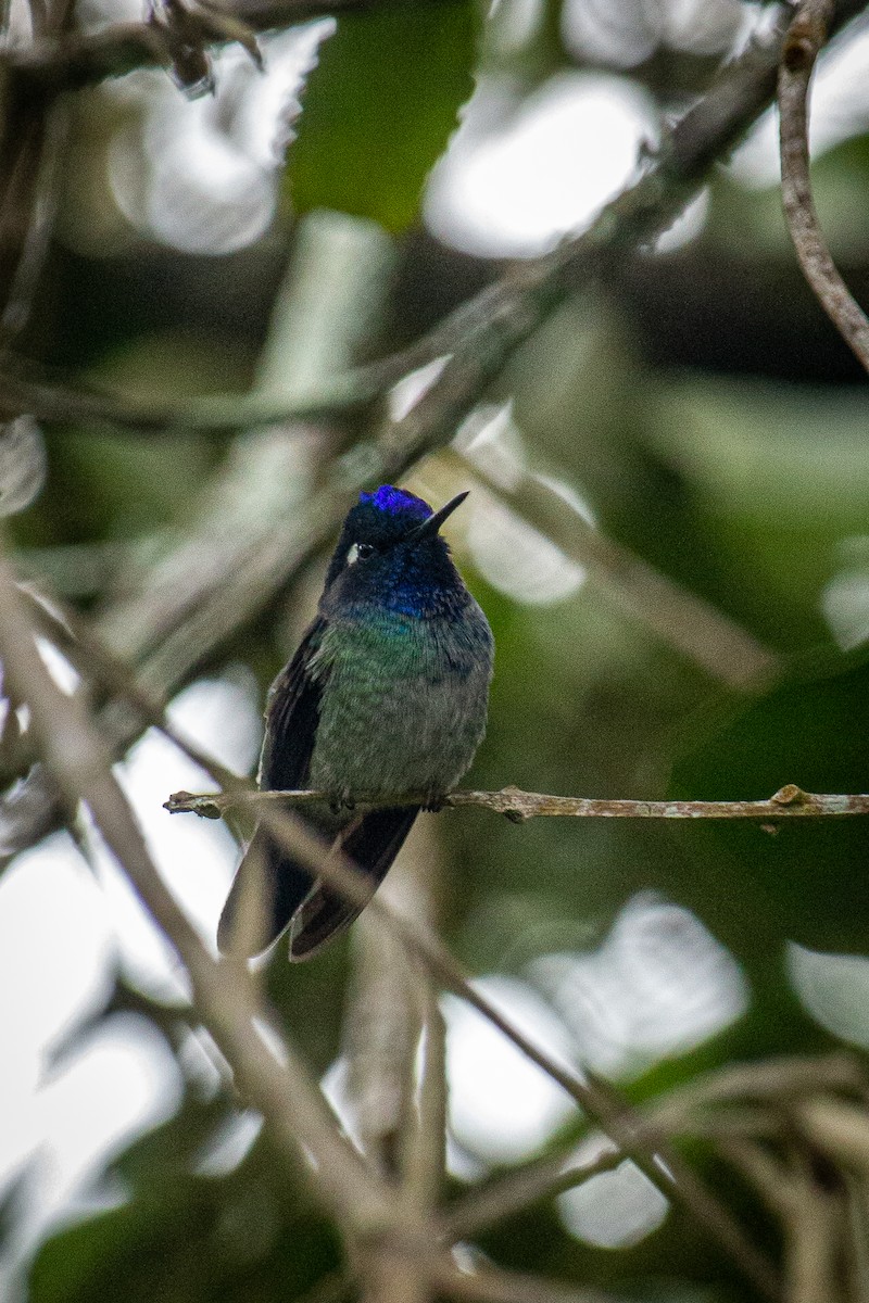 Violet-headed Hummingbird - ML612903373