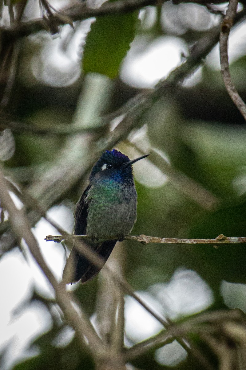 Violet-headed Hummingbird - ML612903374