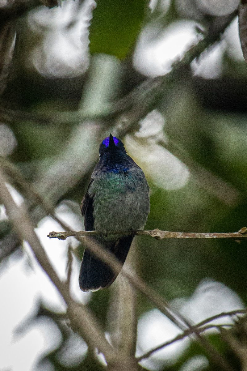 Violet-headed Hummingbird - ML612903375