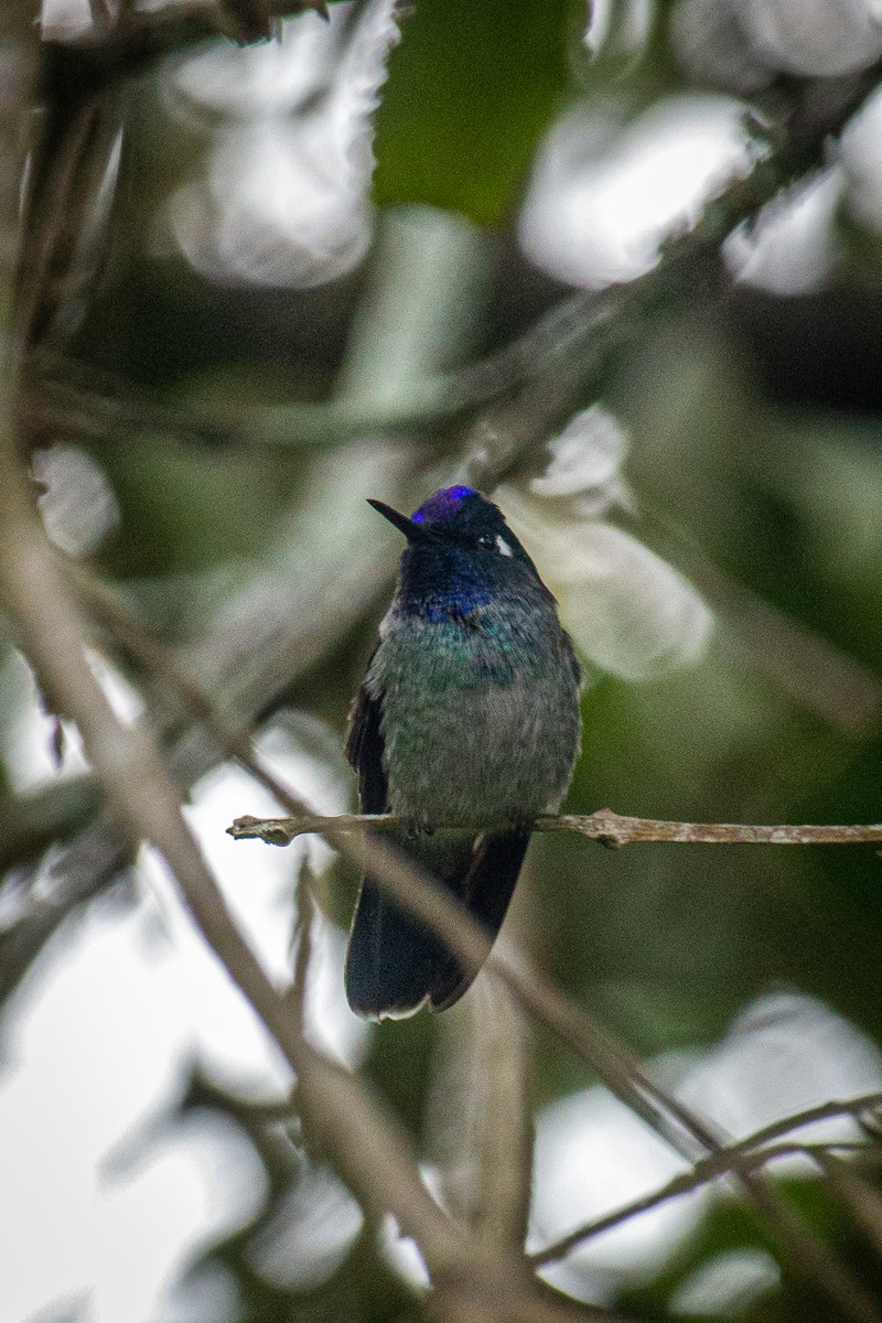Violet-headed Hummingbird - ML612903376