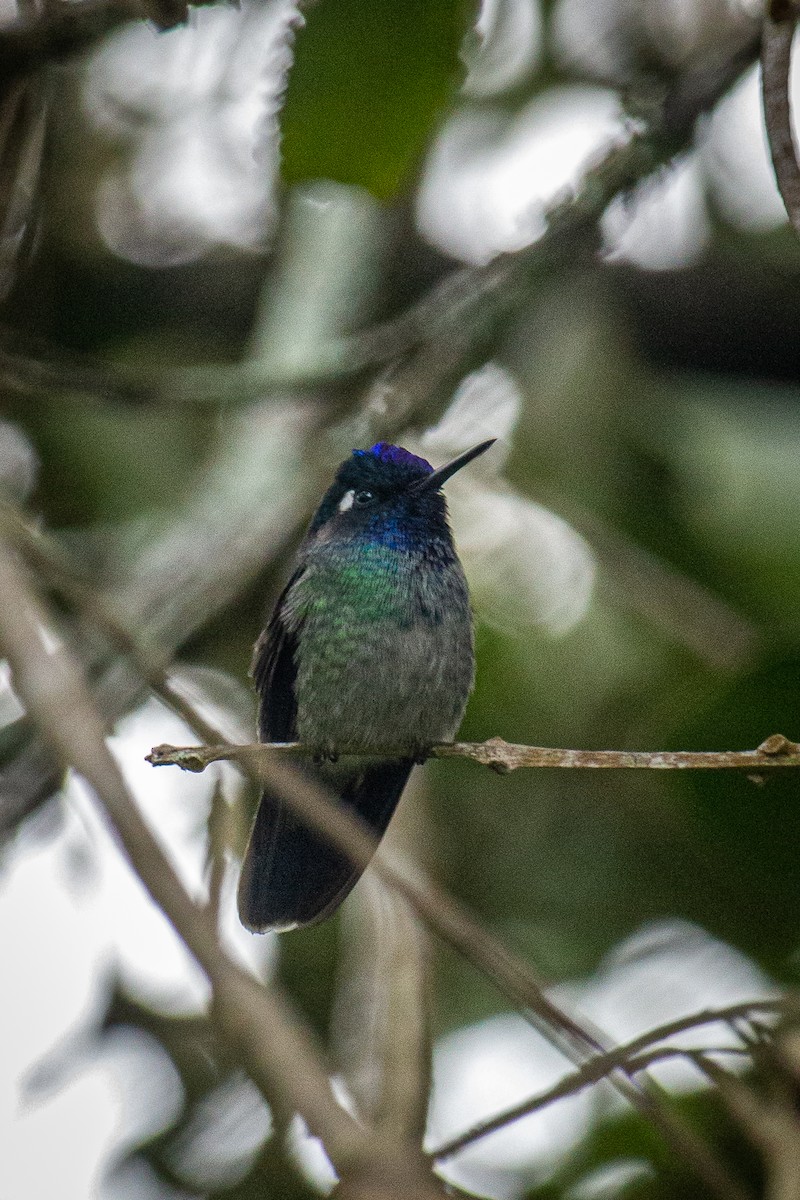 Violet-headed Hummingbird - ML612903377