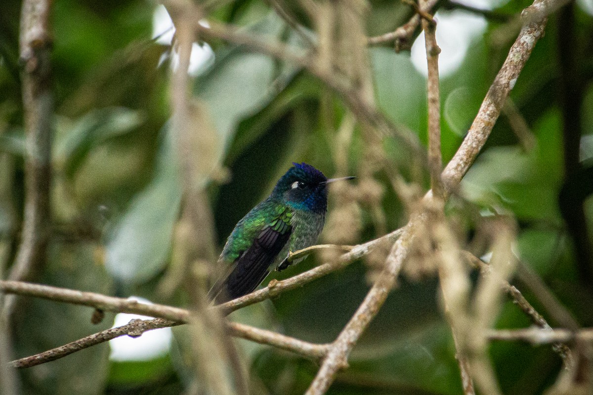 Violet-headed Hummingbird - ML612903379