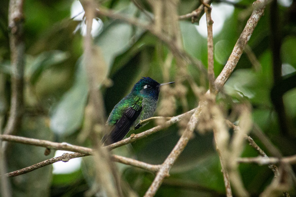 Colibri à tête violette - ML612903380