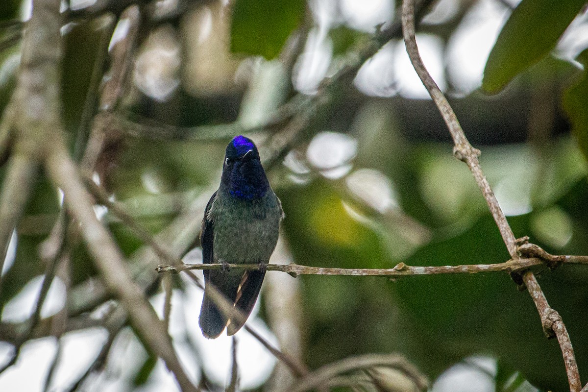 Violet-headed Hummingbird - ML612903383