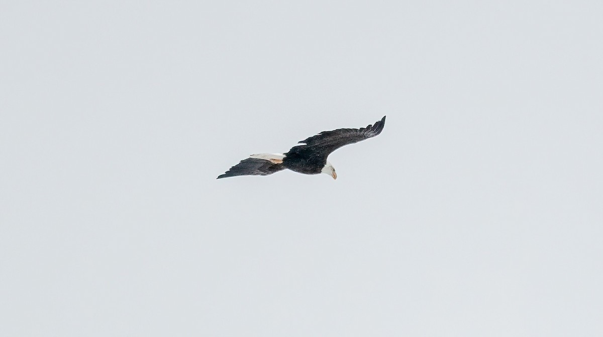 Bald Eagle - Yannick Fleury