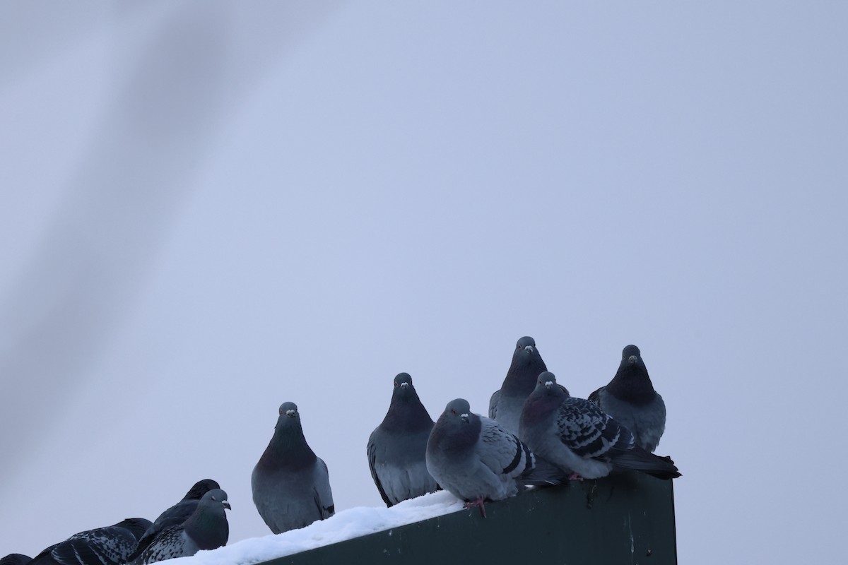 Rock Pigeon (Feral Pigeon) - ML612903457