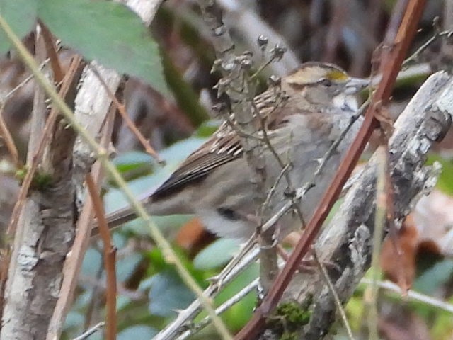White-throated Sparrow - ML612903486