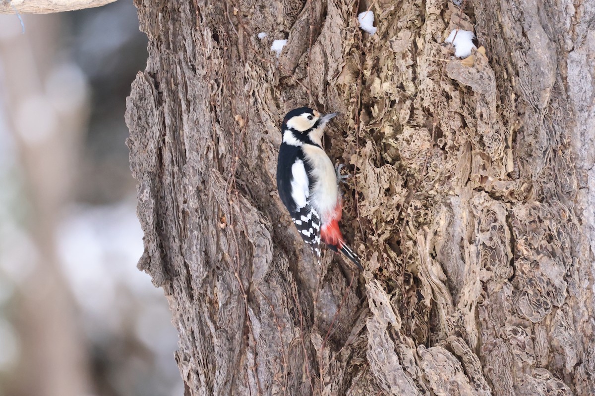 Great Spotted Woodpecker - ML612903526