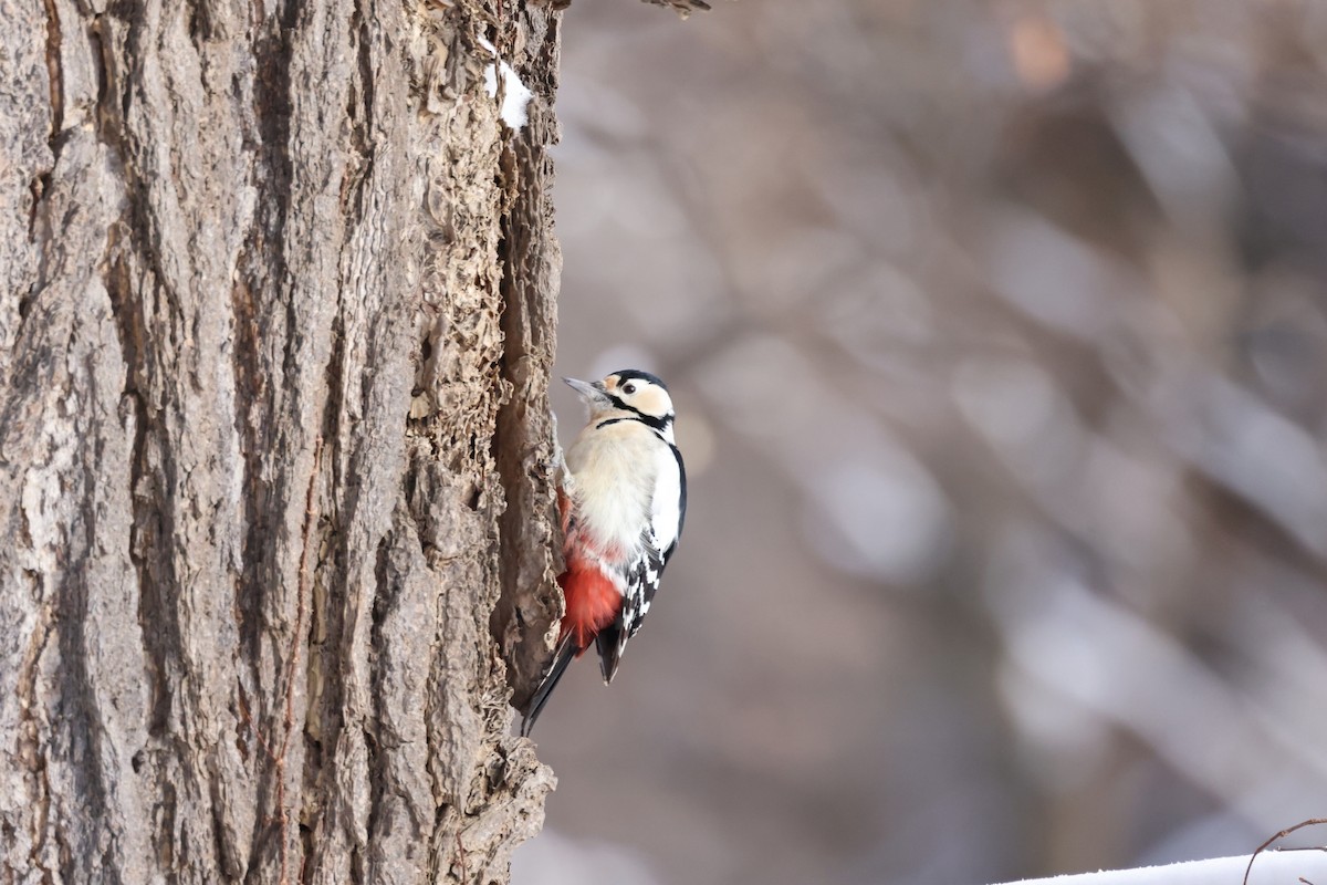 Great Spotted Woodpecker - ML612903531