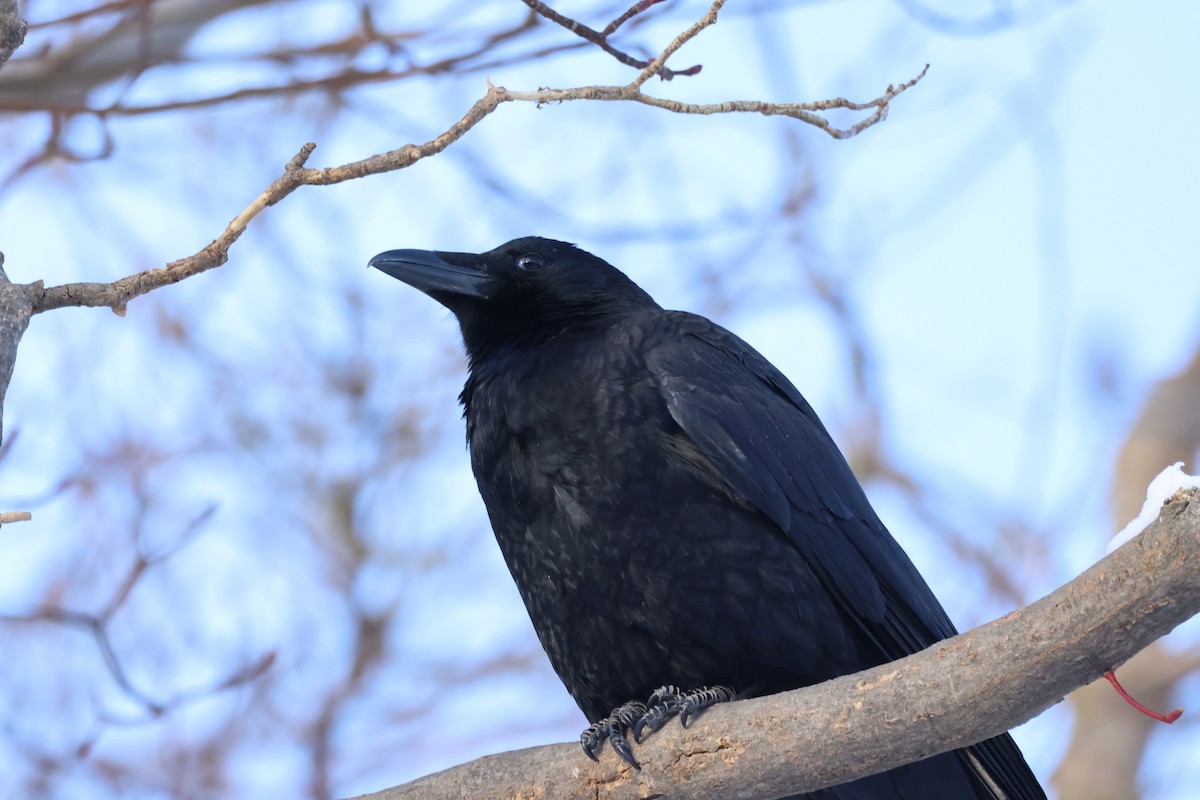 Carrion Crow - ML612903537