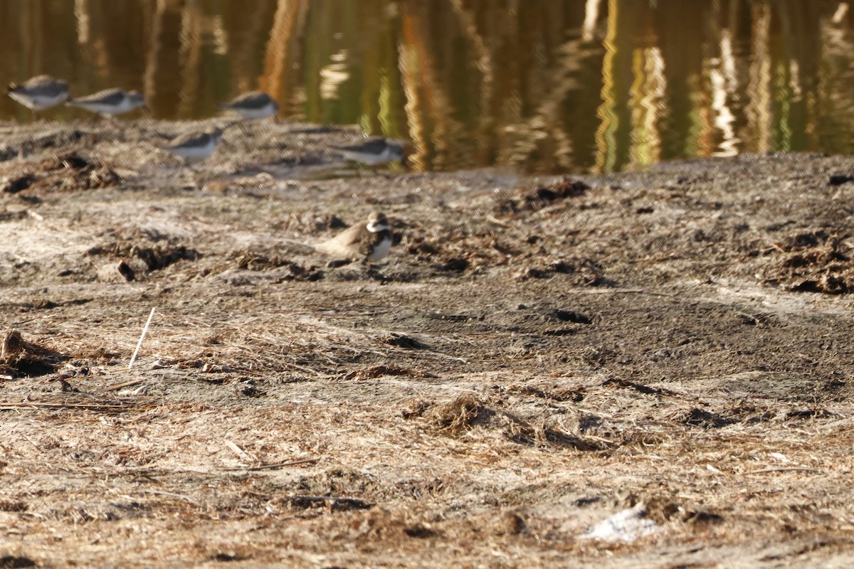 Semipalmated Plover - ML612903538